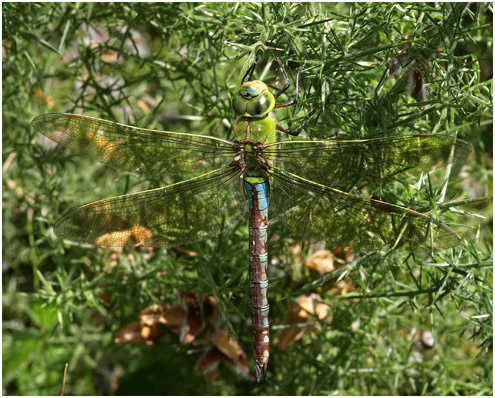 Anax empereur femelle mature