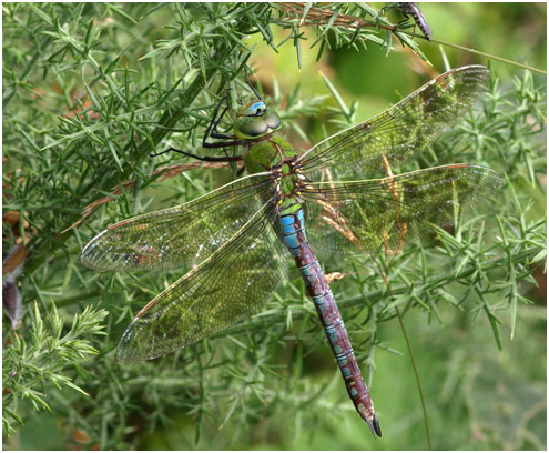 Anax empereur femelle mature