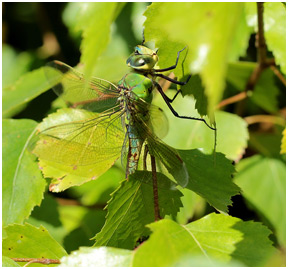 Anax imperator femelle mature