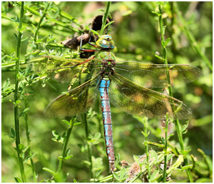 Anax imperator femelle mature