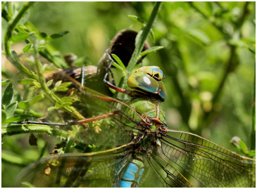 Anax imperator femelle mature