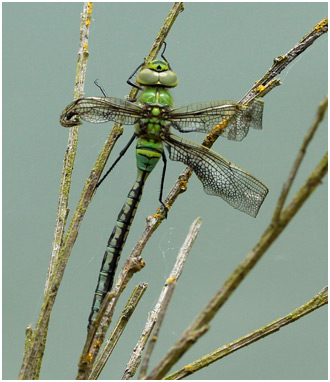 Anax imperator mâle, incident d'émergence