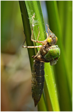 Anax imperator, incident d'émergence