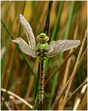 Anax imperator femelle, incident d'émergence