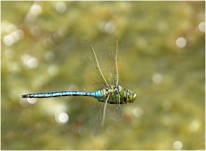 Anax imperator, mâle en vol