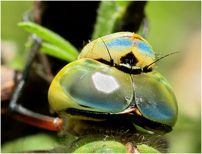 Anax imperator, l'oeil