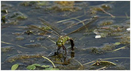 Anax imperator en ponte