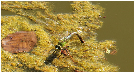 Anax imperator en ponte