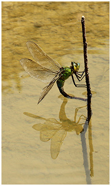 Anax empereur en ponte