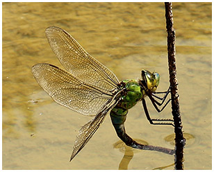 Anax imperator en ponte