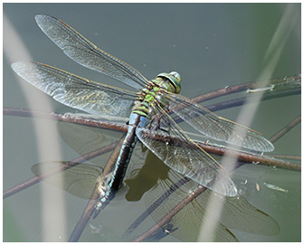 Anax imperator en ponte