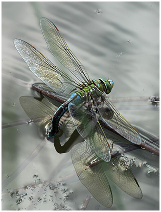 Anax imperator en ponte