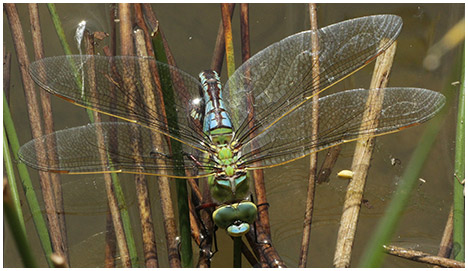 Anax imperator en ponte