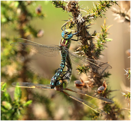 Brachytron pratense accouplement