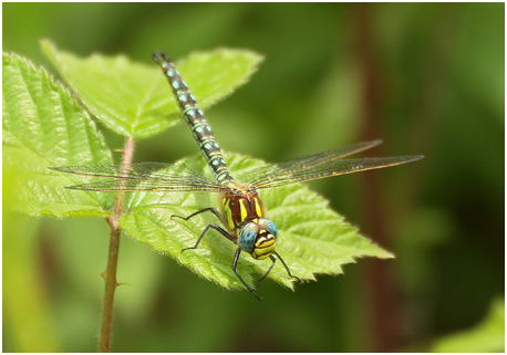 Brachytron pratense mâle, Aeschne printannière, Hairy dragonfly