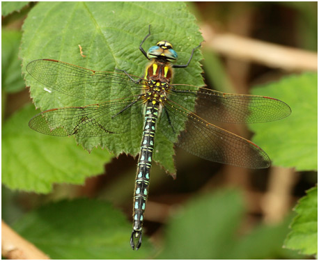 Brachytron pratense mâle, Aeschne printannière, Hairy dragonfly