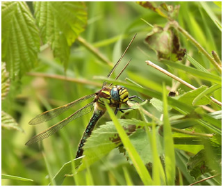 Brachytron pratense mâle, Aeschne printannière, Hairy dragonfly