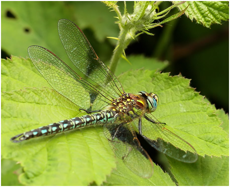 Brachytron pratense mâle, Aeschne printannière, Hairy dragonfly