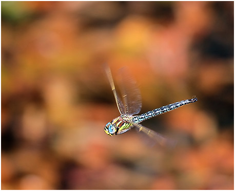 Brachytron pratense mâle