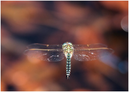 Brachytron pratense mâle