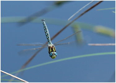 Brachytron pratense mâle en vol, Hairy dragonfly