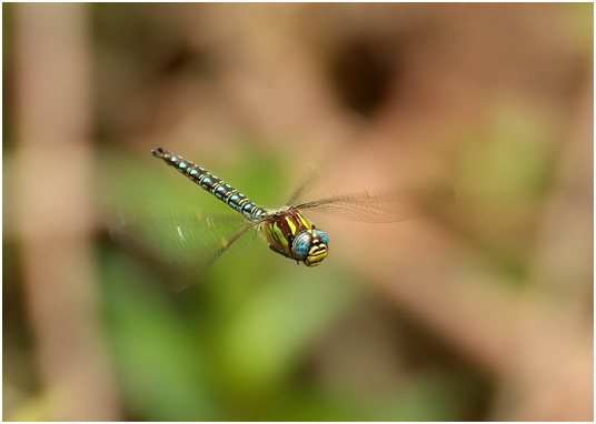 Brachytron pratense mâle en vol, Hairy dragonfly