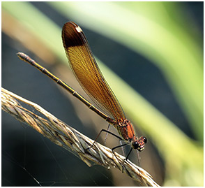 Calopteryx haemorrhoidalis femelle