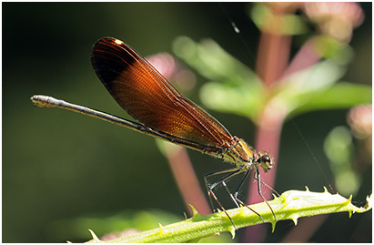 Calopteryx haemorrhoidalis femelle