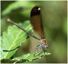 Calopteryx haemorrhoidalis femelle