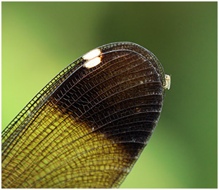 Calopteryx haemorrhoidalis femelle