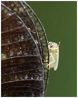 Calopteryx haemorrhoidalis femelle