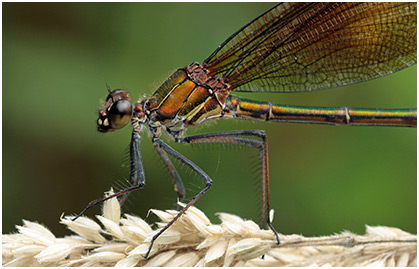 Calopteryx haemorrhoidalis femelle