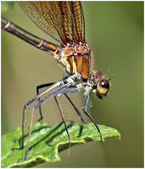 Calopteryx haemorrhoidalis femelle