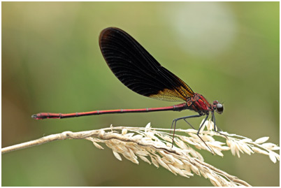 Calopteryx haemorrhoidalis mâle