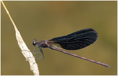 Calopteryx haemorrhoidalis mâle