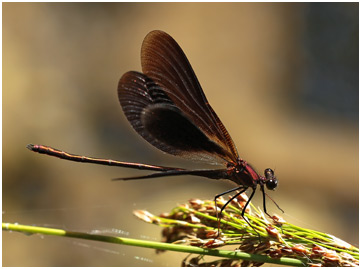 Calopteryx haemorrhoidalis mâle