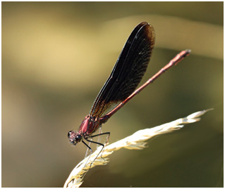 Calopteryx haemorrhoidalis mâle