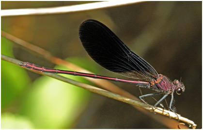 Calopteryx haemorrhoidalis mâle