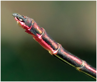 Calopteryx haemorrhoidalis mâle