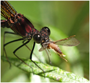 Calopteryx haemorrhoidalis mâle