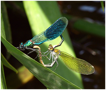 Calopteryx splendens accouplement