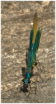 Calopteryx splendens accouplement