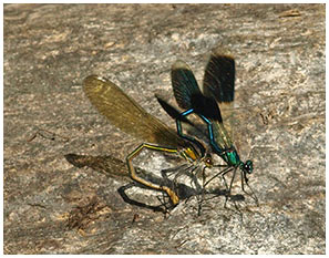 Calopteryx splendens accouplement