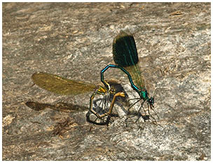 Calopteryx splendens accouplement