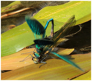 Calopteryx splendens accouplement