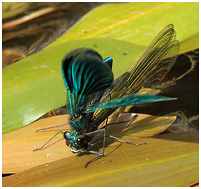 Calopteryx splendens accouplement