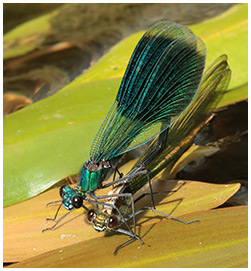 Calopteryx splendens accouplement