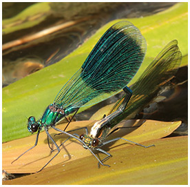 Calopteryx splendens accouplement