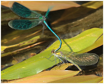 Calopteryx splendens accouplement