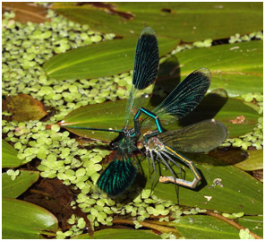 Calopteryx splendens capture de la femelle